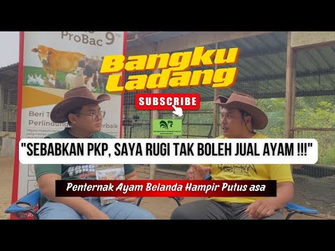 Ayam Belanda Ayam Belanda
