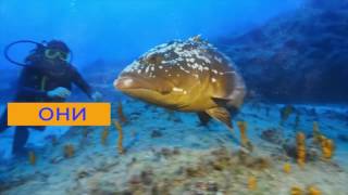 Интеллект сельскохозяйственных животных / 4K video Интеллект сельскохозяйственных животных / 4K video