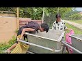 越南拾荒男孩下山撿瓶子，意外撿到一個鍋很是開心 #荒野求生 #荒野独居 #求生挑战 #生存挑战 #荒野