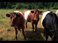 Guardians of Heritage: Reviving Rare Livestock Breeds