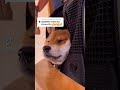 寝てた犬に肉嗅がせたらいきなりステーキだった件