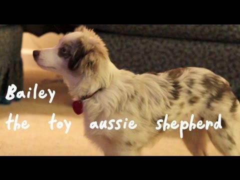 Toy Australian Shepherd Size Chart