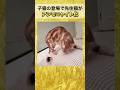 子猫登場 →先住猫、アンモニャイト化w 🐈⬛🔵