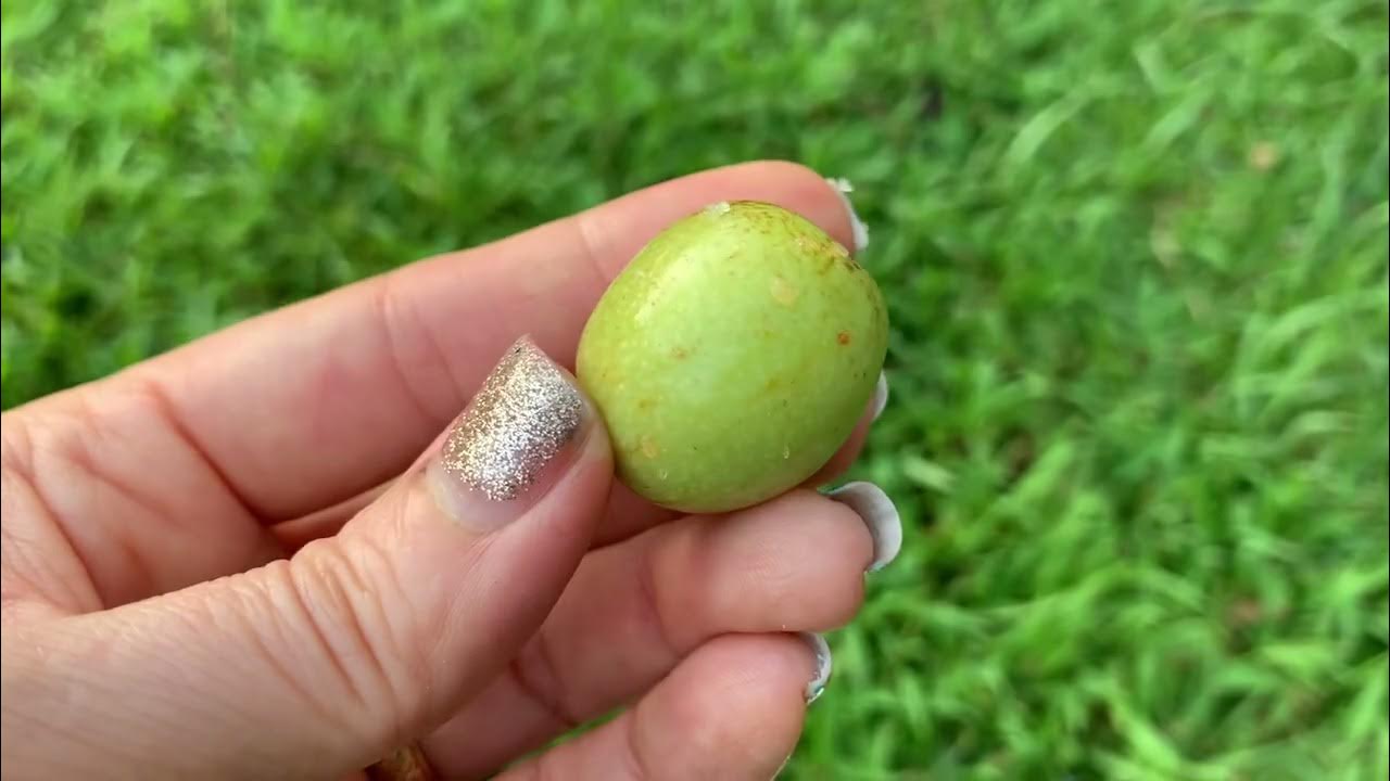 Ăn thử trái táo tàu .. cắn trúng con sâu..😓😓😓honey jar jujube , and