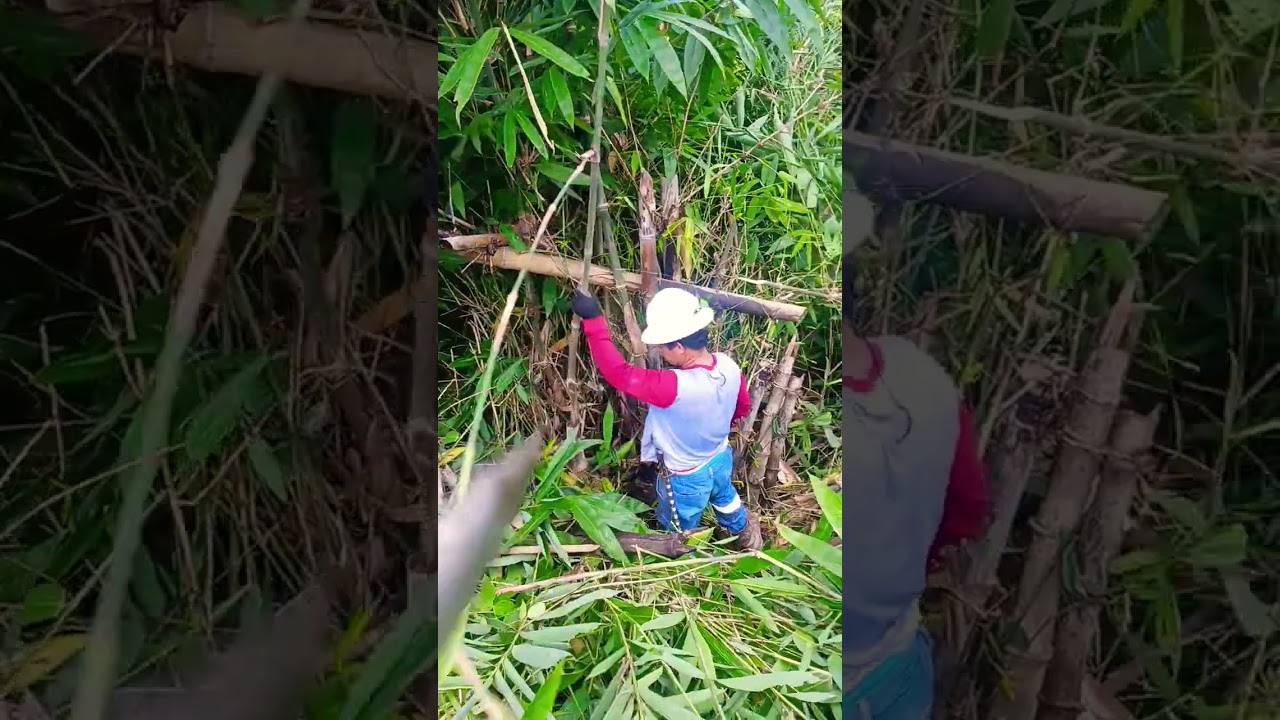 Cutting bamboo using chainsaw and sword 