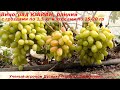 Виноград Юлиан - ранний, грозди по 1,5 кг, красивый, вкусный,  даже не окрашенный уже вкусный!