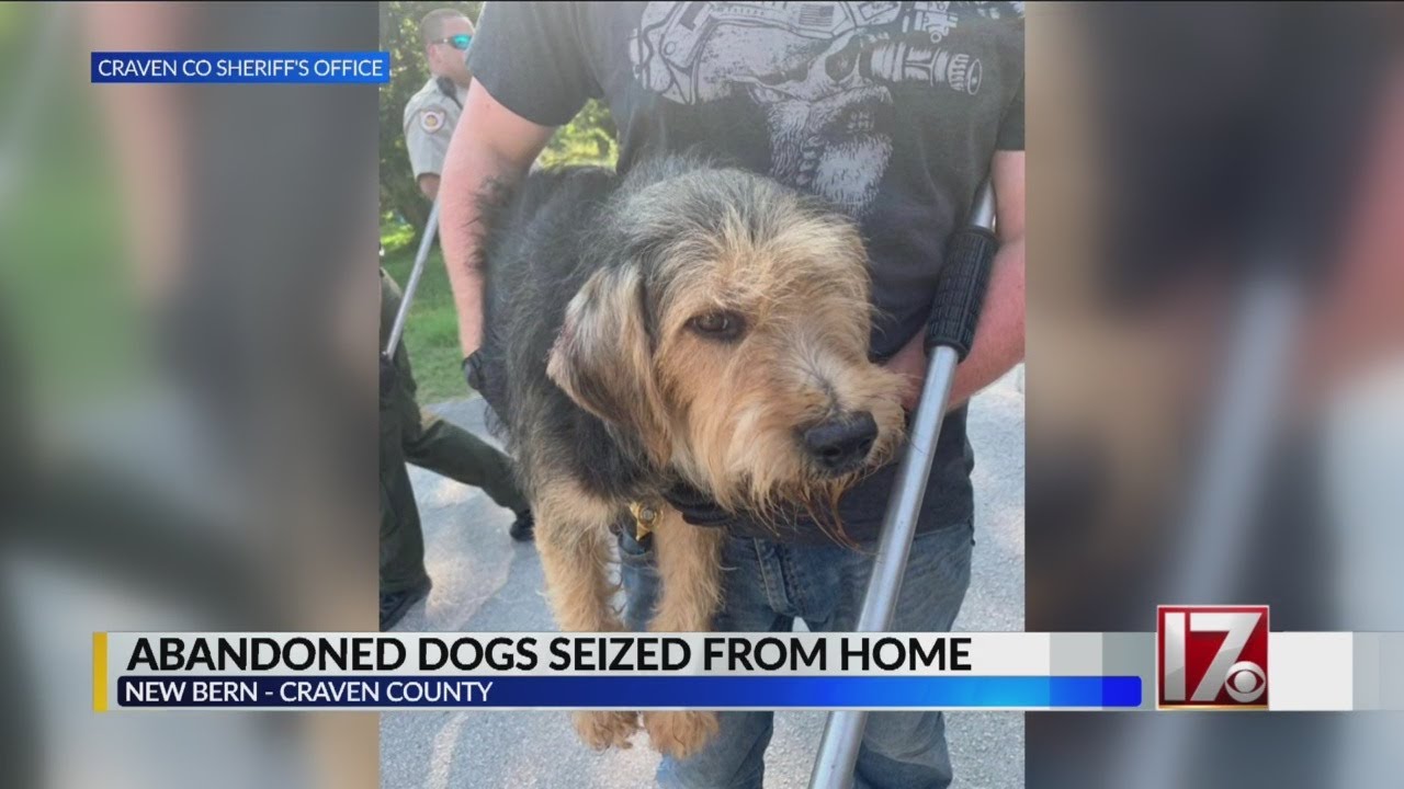Several dogs seized after being abandoned at NC home - YouTube