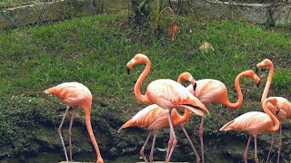 These Flamingos Have Sweet Dance Move Wildlife Animals Flamingos Bird
