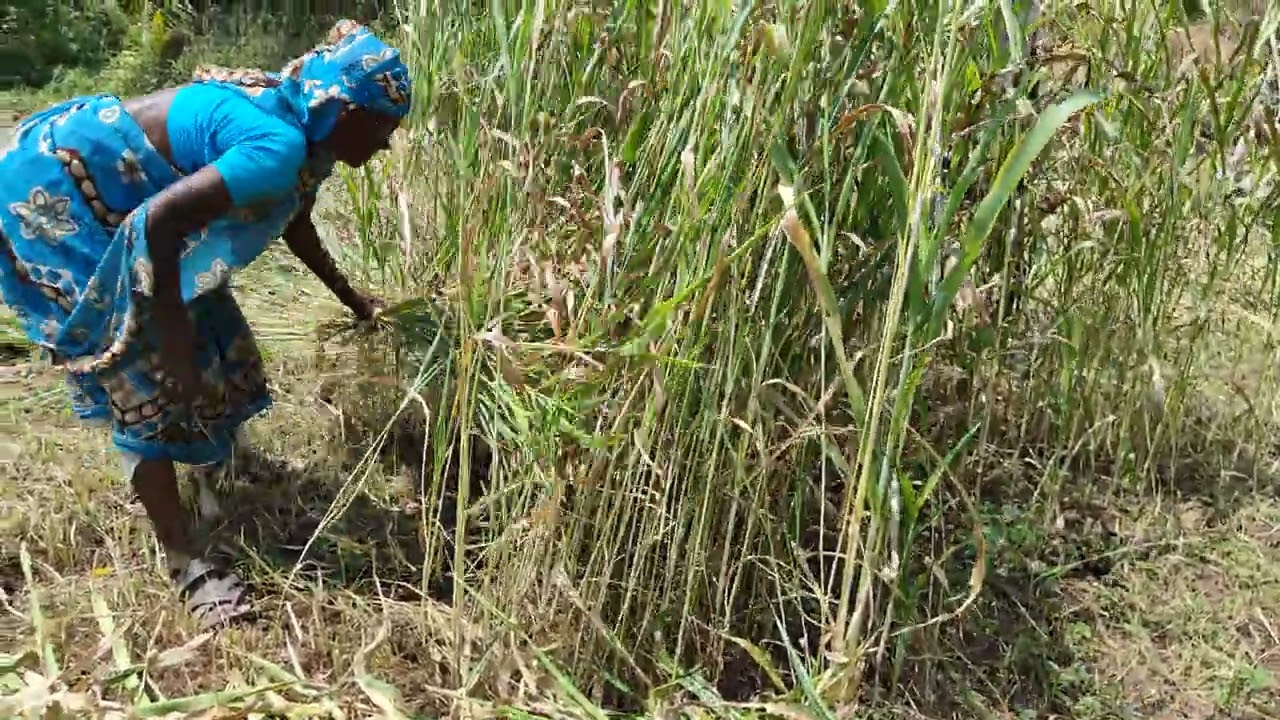 மக்கா சோளம் அறுவடை 