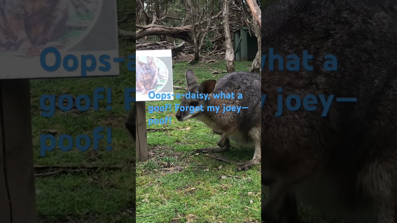 Oops-a-daisy! The forgetful Wallby🦘🌟　