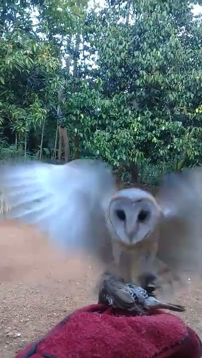 burung hantu tyto alba/barn owl/serak jawa skil free fly