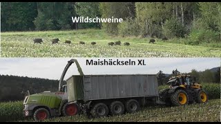 Maishäckseln XL - Teil 2 - VORSICHT Wildschweine - Action mit Claas Jaguar 960 und JCB Fastrac