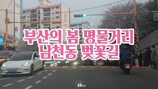 남천동벚꽃거리 영상