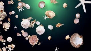 Seashell Background - Free Ocean-Inspired Video Background