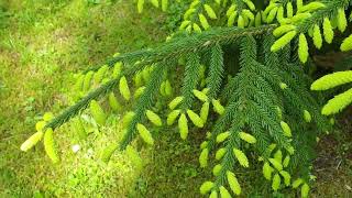 Picea orientalis 'Early Gold' smrk východní