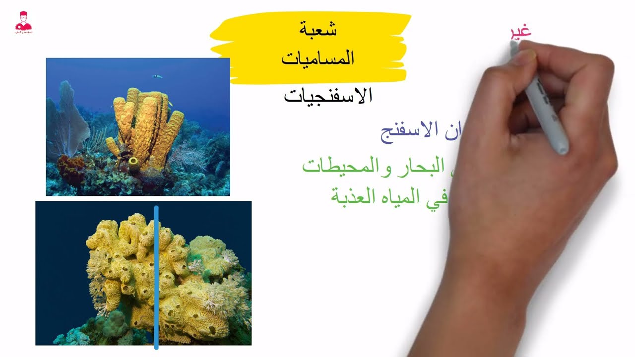 مملكة الحيوان - شرح وافي - احياء اولي ثانوي