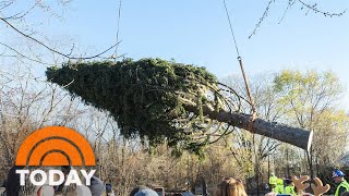 Learn The Mysterious History Of The 2022 Rockefeller Christmas Tree