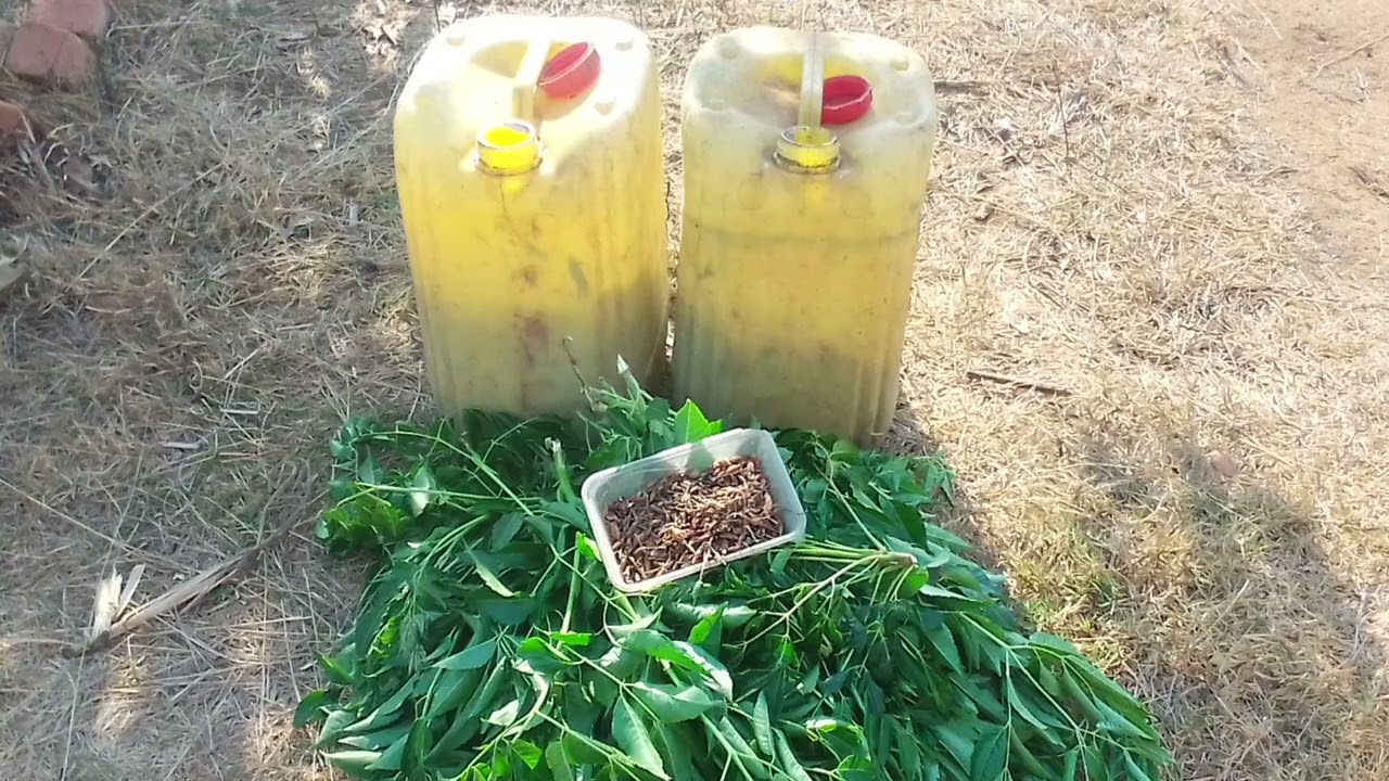 Voly voatabia tsy mampiasa akora simika - 100% natoraly