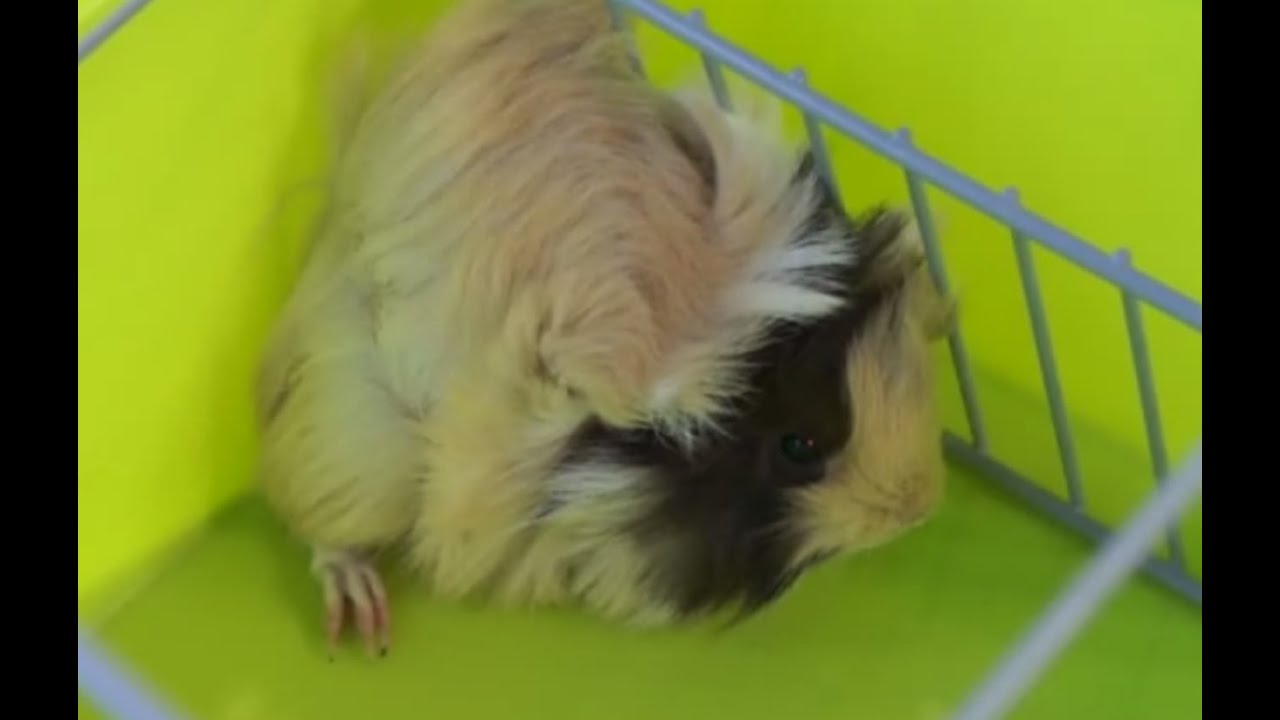 size of greenland GUINEA PIGS - The ideal cage for the guinea pigs. How it must be?
