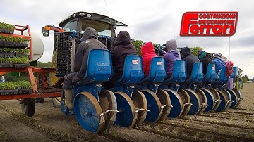 Ferrari FMAX transplanting broccoli plants