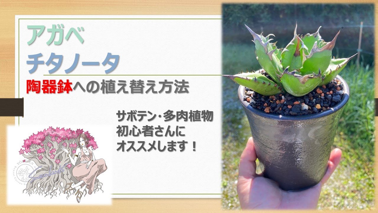 開催中 21年 秋 大阪城公園 植木市 盆栽 サボテン 多肉植物 10 1 11 3 まで Youtube 開催中 21年 秋 大阪城公園 植木市 盆栽 サボテン 多肉植物 10 1 11 3 まで Youtube