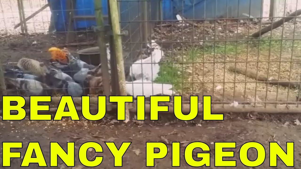 trump amazonia ARABIAN TRUMPETER and FRILLBACK PIGEONS