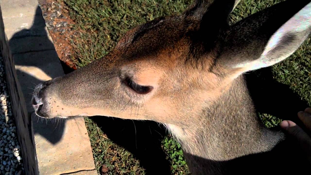Wild deer petting YouTube