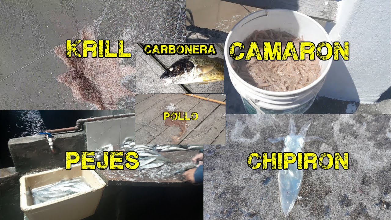PESCAS EN EL MUELLE MAR DE AJO