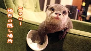 カワウソ コタロー　最近お気に入りのキャップ遊び　Otter Kotaro's favorite bottle cap play