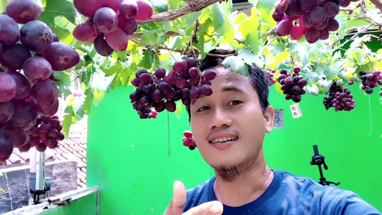 Cara pruning akar tanaman anggur  di pot.