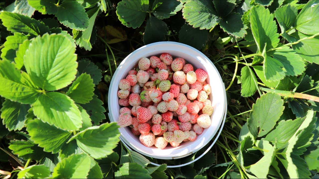 PICKING WHITE JEWEL STRAWBERRIES, PINEBERRIES in the VILLAGE