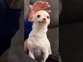#funny #funnydog #dog