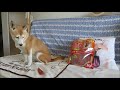 出来れば一口サイズで食べたい柴犬