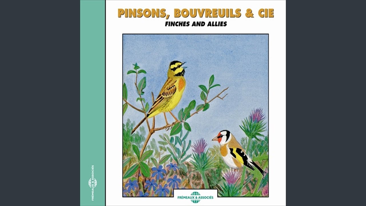Linotte à bec jaune chant d'un mâle (Twite)