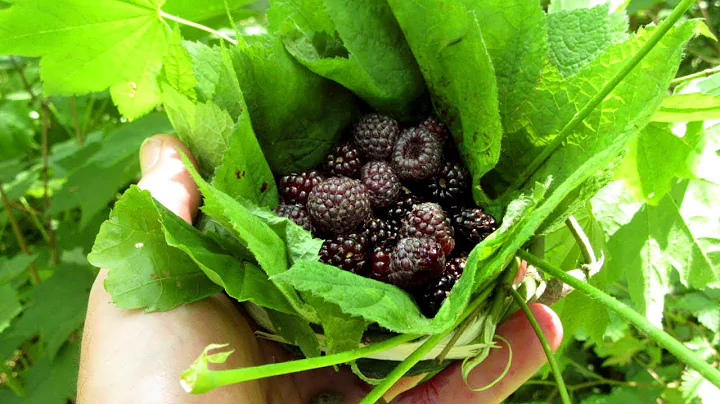 One Minute Berry Basket: Quick & Easy Foraging Container