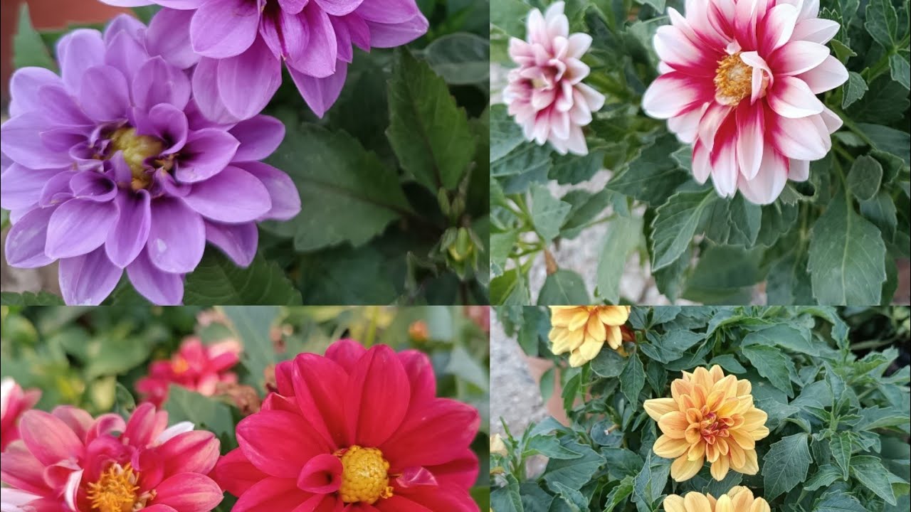 Dahlia Yıldız çiçeği/Bakım şartları🌺💕✨#dahliaflower #dahlia#garden #plants