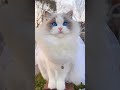 Ragdoll acatlover catlover exercise acatlover tranding tiktokviral viral