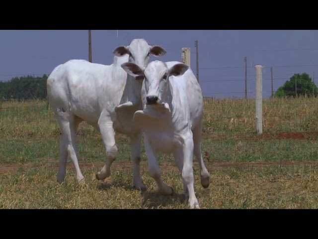 LOTE 07   14545 14646 mp4