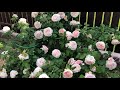 Красавица Дэвида Остина -Сент Свизан! Пересорт - это прекрасно! Обзор роз.