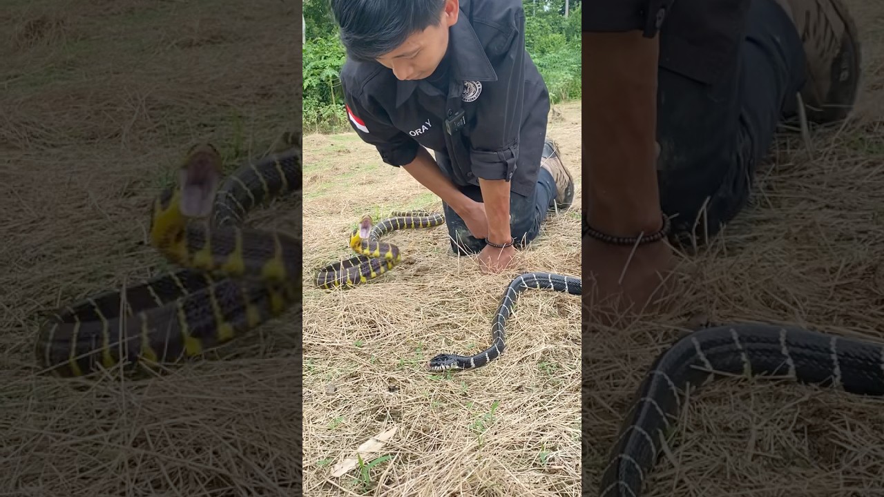 dua u1ar mirip welang 