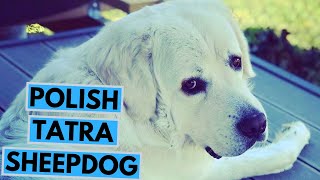 Polish Tatra Sheepdog  TOP 10 Interesting Facts