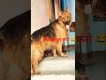 फैसला तुम करो 😂 || #youtube #germanshepherd #viral #pets #puppy #gsd #shortsfeed #funny #petlover