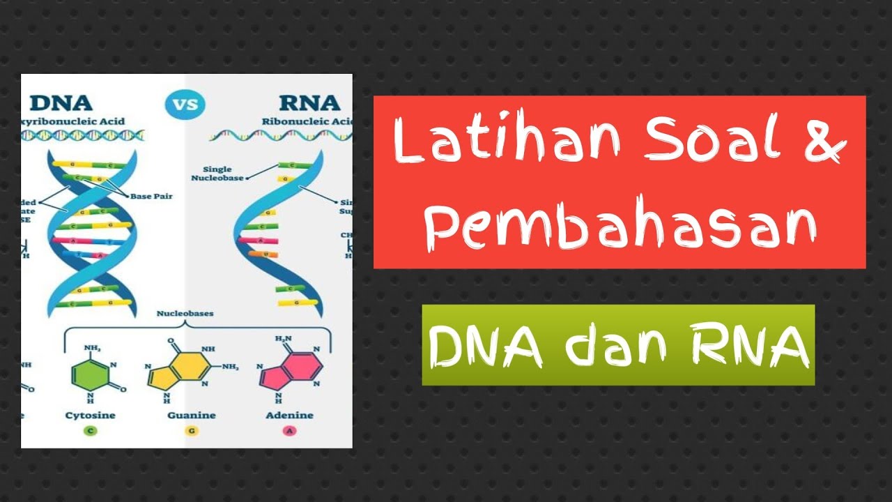 Latihan Soal DNA dan RNA - YouTube