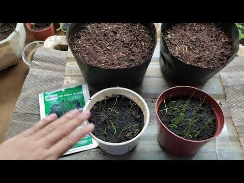 Video: Nhân giống hạt hẹ - Cách trồng hẹ từ hạt giống