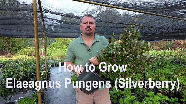 How to grow Elaeagnus Pungens (Silverberry) with a...