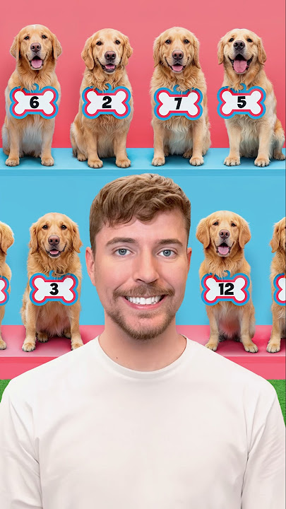 Find Your Dog, Win $10,000
