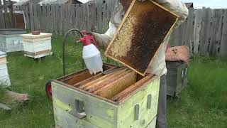 Постановка 2 корпуса в отсутствии взятка  Кемеровская система пчеловодства