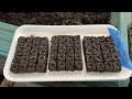 Seed starting with soil blocking with lisa z