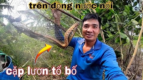 Cặp lươn khủng vào lờ,,trên cánh đồng nước nổi - vũ heo
