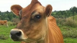 Корова # 1 . Какую корову купить эту или другую ?